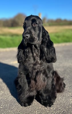 Étalon Cocker Spaniel Anglais - Alba Of merrily