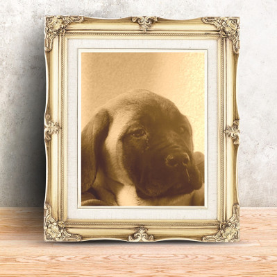 Étalon Mastiff - APHRODYTE Du Domaine Des Dieux Du Feu