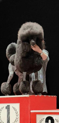 Étalon Caniche - V'ROLO Domaine du parc