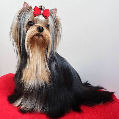 Étalon Yorkshire Terrier - Lee lissa solar city