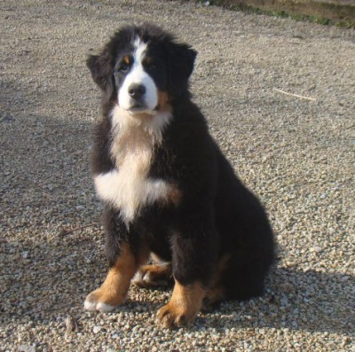 Étalon Bouvier Bernois - A la une du royaume des reves