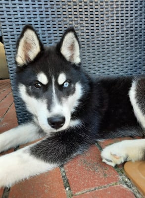 Étalon Siberian Husky - Liubov's Astre noir