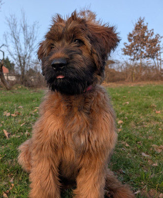 Étalon Berger de Brie - AXL RAID du Jardin aux Eglantines