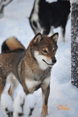 Étalon Shiba - Eien no hinoko gold sakura