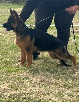Étalon Berger Allemand - Austin-Mini du Chemin du Torrent