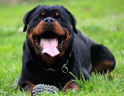 Étalon Rottweiler - Armani Lectro Squad