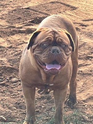 Étalon Dogue de Bordeaux - Tina turner du chant du coeur