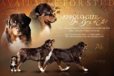 Étalon Berger Australien - Appolo Gize Du Bois D’Eltik