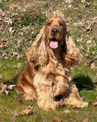 Étalon Cocker Spaniel Anglais - UCKY de Lann-er-Marh