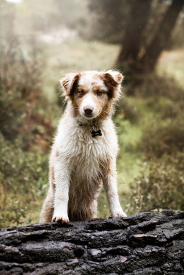Étalon Berger Australien - Azur (Sans Affixe)