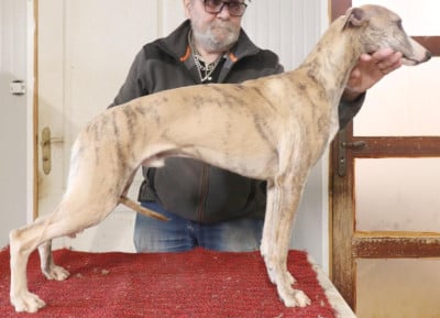 Étalon Whippet - Apollon Von Hoëhenzoller von Hoëhenzoller