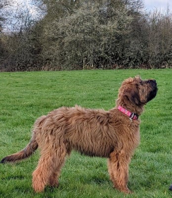 Étalon Berger de Brie - ABIGAIL BILOURAID du Jardin aux Eglantines