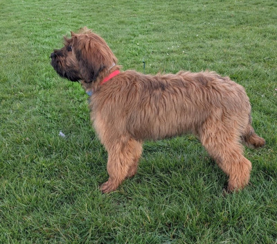 Étalon Berger de Brie - AXL RAID du Jardin aux Eglantines