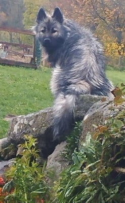 Étalon Eurasier - Valhalla véneriss Des crinières de feu