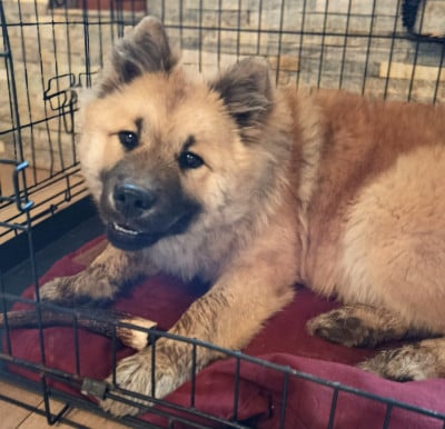 Étalon Eurasier - Akirèle lhamo Shakia de nibele