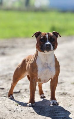 Étalon Staffordshire Bull Terrier - Upsy of Spirit Wolf Addict