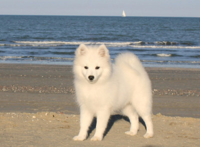 Étalon Spitz japonais - Another Star Is Born Yuki Of Fantasia Lover Land