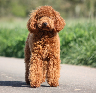 Étalon Caniche - Azzaro legend De zaldivar