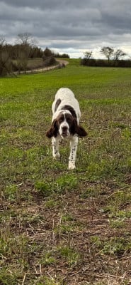 Étalon Epagneul Français - Arley De La Coulee Ayguebelle