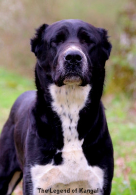 Étalon Berger d'Asie Centrale - Fortuna gudzhur