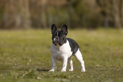 Étalon Bouledogue français - ARDALION IMPERIUS Du Bel Atour
