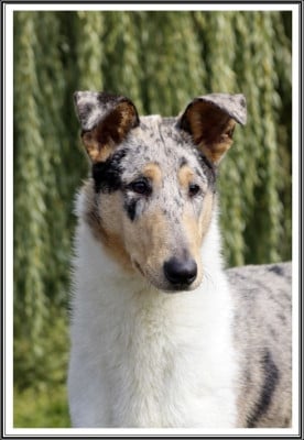 Étalon Colley à poil court - Eragon of Little Queensland