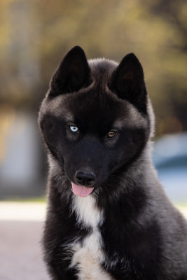 Étalon Siberian Husky - ALICE (Sans Affixe)