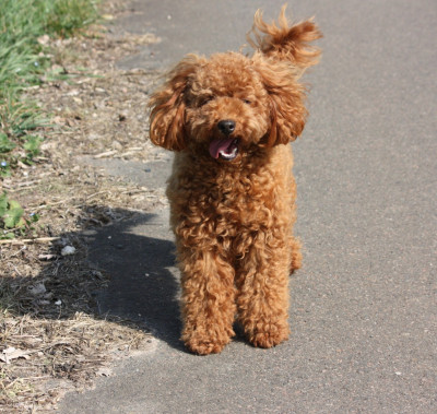 Étalon Caniche - Aloa du mas d'aigret