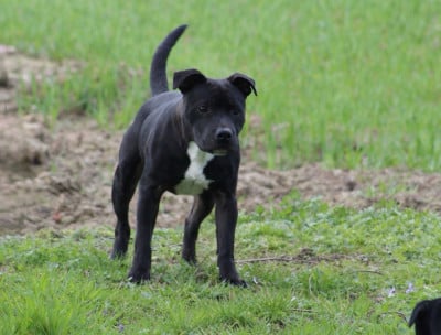 Étalon Staffordshire Bull Terrier - Land Of Black Pearls Arcadia