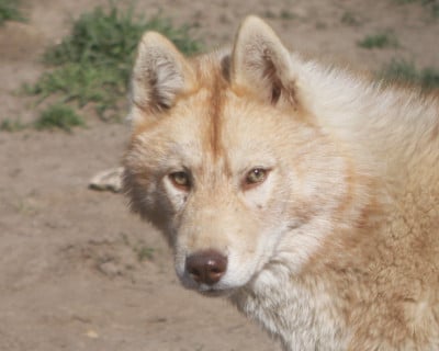 Étalon Siberian Husky - Awakned mira singing dreams Of Legendary's Reborn