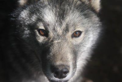 Étalon Siberian Husky - Altess shine like the moon Of Legendary's Reborn