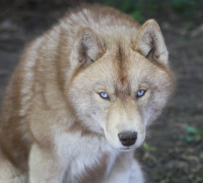 Étalon Siberian Husky - Alienor take a break kitkat Of Legendary's Reborn