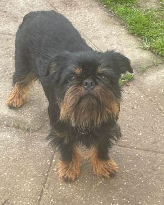 Étalon Griffon belge - CH. Vermeil Des Brabs De Philie