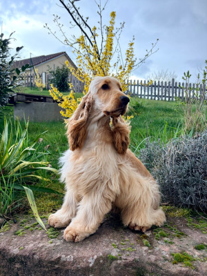 Étalon Cocker Spaniel Anglais - AÏdi Du Royaume Des Quatre Pattes