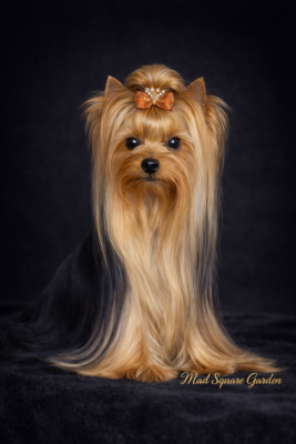 Étalon Yorkshire Terrier - CH. Mad Square Garden Sinclar