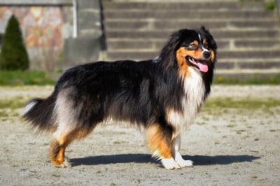 Étalon Berger Australien - Uby de la Forêt de Corthomel}