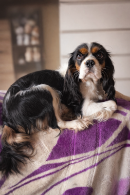 Vita Des Pattes D'Argent