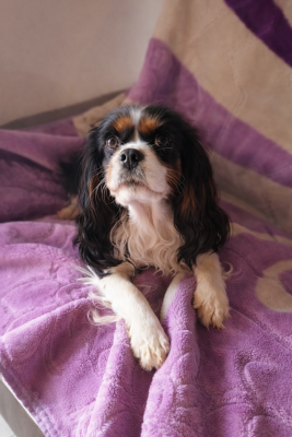 Étalon Cavalier King Charles Spaniel - Vaiana Des Pattes D'Argent