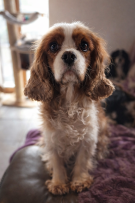 Étalon Cavalier King Charles Spaniel - Venus Des Pattes D'Argent