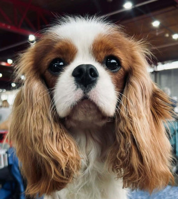 Étalon Cavalier King Charles Spaniel - Velours Du Souvenir Des Dicks