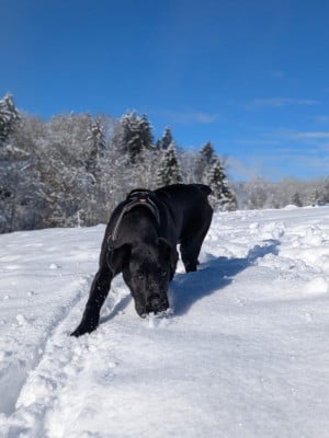 Étalon Cane Corso - Ava de Genevayse
