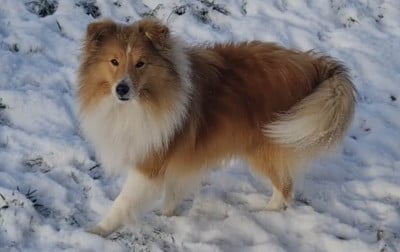 Valère d'or du Cèdre Enchanté