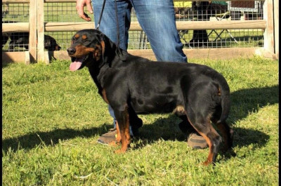 Étalon Chien courant slovaque - CH. Car brckov dvor De La Cierna Zviera