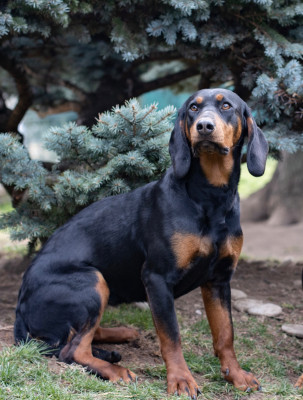 Étalon Chien courant slovaque - Stella De La Cierna Zviera