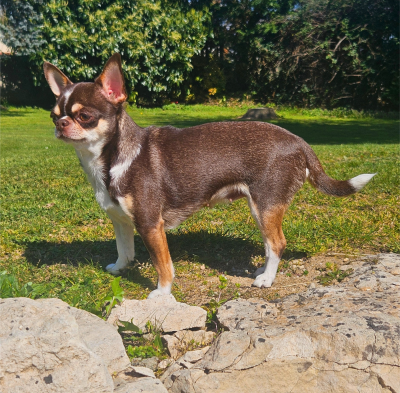 Étalon Chihuahua - Una (Sans Affixe)