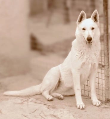 Étalon Berger Blanc Suisse - Anora Du Domaine Des Beautés Divines