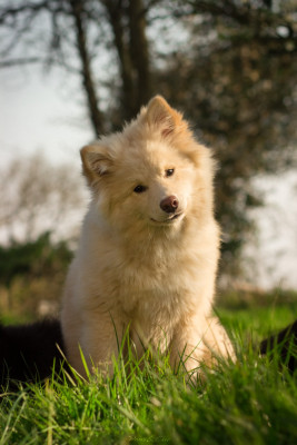 Étalon Chien finnois de Laponie - Avatar Korra Legend Of Raven