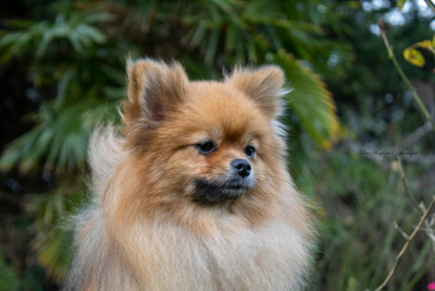 Étalon Spitz allemand - Vénus "Plume" de french vanilla