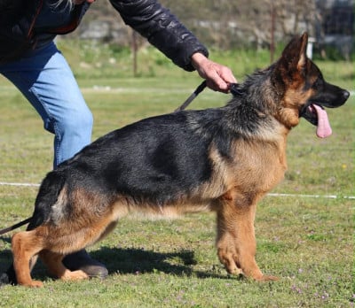 Étalon Berger Allemand - Austin-Mini du Chemin du Torrent