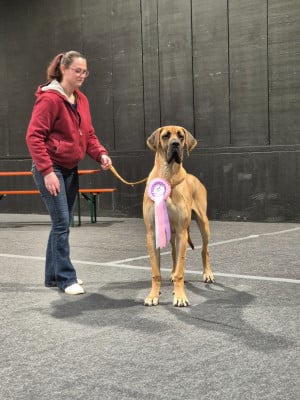 Étalon Dogue allemand - Arthas Du Dragon De La Plume Dorée